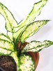 Aglaonema White Kiwi
