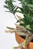 Davallia griffithiana / Humata tyermannii / Spinnenfarn 25 cm