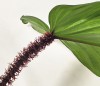 Philodendron squamiferum 55 cm