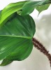 Philodendron squamiferum 55 cm