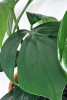 Rhaphidophora decursiva 30 cm