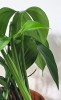 Rhaphidophora decursiva 30 cm