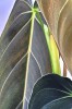 Philodendron melanochrysum 50 cm