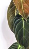 Philodendron melanochrysum 50 cm