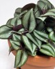 Tradescantia zebrina 15 cm