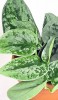 Scindapsus pictus Silvery Ann 15 cm