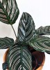 Calathea ornata 35 cm