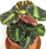 Begonia cleopatrae Babypflanze 8 cm