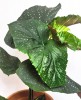 Begonia corallina Lucerna - Engelsflügel Begonie 30 cm