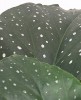Begonia corallina Lucerna - Engelsflügel Begonie 30 cm