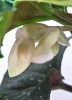 Begonia corallina Lucerna - Engelsflügel Begonie 30 cm
