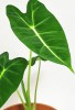 Alocasia micholitziana Frydek Babypflanze 15 cm