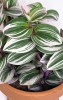 Tradescantia albiflora Nanouk 20 cm