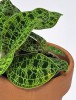 Juwelorchidee / Macodes petola RARITÄT