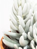 Senecio haworthii Mont Blanc 25 cm