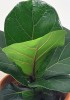 Ficus lyrata Bambino