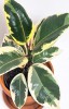 Ficus elastica tineke Jungpflanze 35 cm