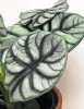 Alocasia baginda Silver Dragon 20 cm