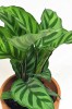 Calathea Freddie Babypflanze 20 cm