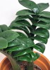 Zamioculcas zamiifolia Zenzi Jungpflanze 20 cm