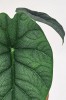 Alocasia Melo Babypflanze 15 cm RARITÄT