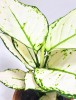 Aglaonema super white / white Joy 35 cm