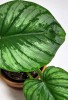 Philodendron mamei 40 cm