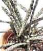 Euphorbia platyclada variegata - Deadplant 35 cm Euphorbia platyclada variegata - Deadplant 35 cm
