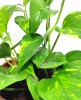 Epipremnum aureum