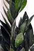 Zamioculcas zamiifolia Raven 60 cm