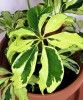 Schefflera arboricola Janine Babypflanze 20 cm