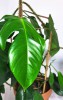 Philodendron squamiferum 55 cm