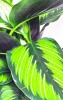 Calathea majestica princeps 35 cm