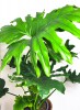 Philodendron bipinnatifidum Hope 70 cm