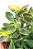 Crassula ovata Sunset Magic / Geldbaum 25 cm