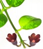 Aeschynanthus Mona Lisa 50 cm