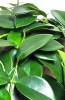 Aeschynanthus Mona Lisa 50 cm