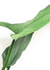 Philodendron hastatum Silver Sword 55 cm