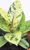 Ficus elastica shivereana moonshine 35 cm