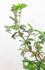 Sophora prostrata / Schnurbaum little Baby 40 cm