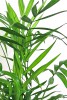 Chamaedorea elegans / Bergpalme