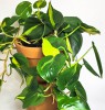 Philodendron scandens Brasil 45 cm