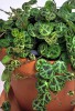 Peperomia prostrata - String of Turtles 10 cm