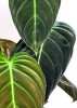 Philodendron melanochrysum 50 cm