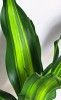 Dracaena fragrans Burley
