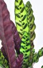 Calathea lancifolia 40 cm