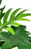 Philodendron mayoi 30 cm