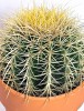 Echinocactus grusonii 20 cm
