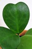 Hoya kerrii / Herzblatt 10 cm RARITÄT