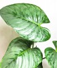 Philodendron Sodiroi